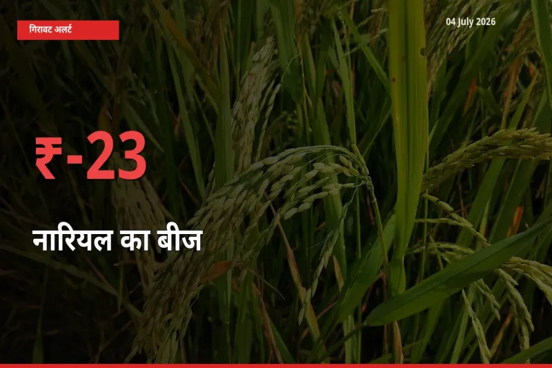 22.81% की गिरावट! मंडी में नारियल का बीज के दाम अचानक टूटे