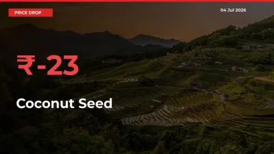 Why Coconut Seed Prices Fell 22.81% in a Day at Mandis