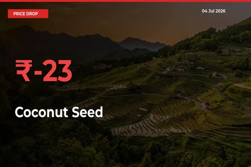 Why Coconut Seed Prices Fell 22.81% in a Day at Mandis