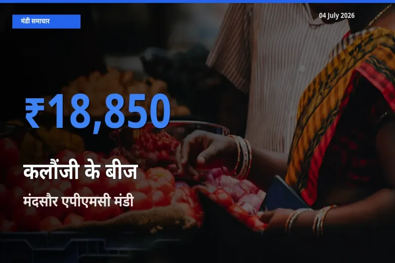 आज कलौंजी के बीज के सबसे ऊँचे दाम ₹18,850 मंदसौर एपीएमसी मंडी में