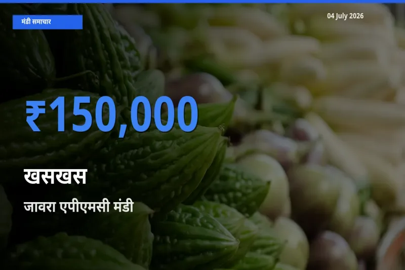 टॉप मंडी बना जावरा एपीएमसी! खसखस के सबसे ऊँचे दाम यहीं दर्ज