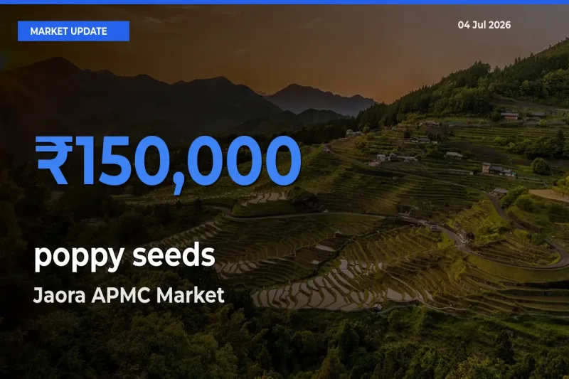 Jaora APMC Records Highest ₹150,000 Rate for poppy seeds