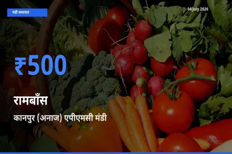 आज का मंडी भाव: रामबाँस के सबसे ज़्यादा दाम कानपुर (अनाज) एपीएमसी में