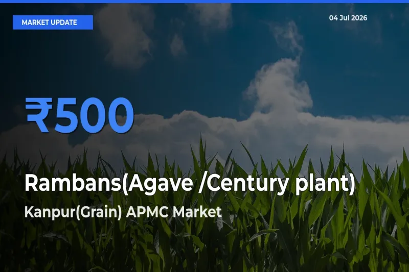 Kanpur(Grain) APMC Leads as Top Mandi for Rambans(Agave /Century plant) Prices