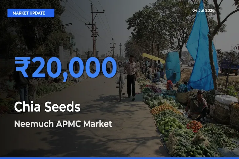 Chia Seeds Mandi Rate Today: Neemuch APMC Tops the List