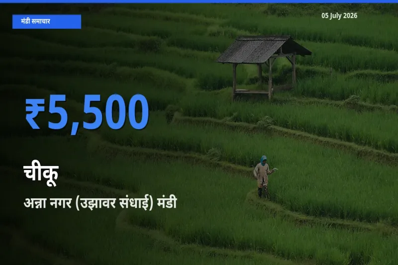आज चीकू के सबसे ऊँचे दाम ₹5,500 अन्ना नगर (उझावर संधाई) मंडी में