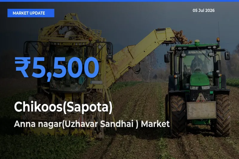 Anna nagar(Uzhavar Sandhai ) Records Highest ₹5,500 Rate for Chikoos(Sapota)