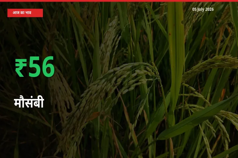 05 July अपडेट: मौसंबी के दाम मंडी में 56.17% उछले