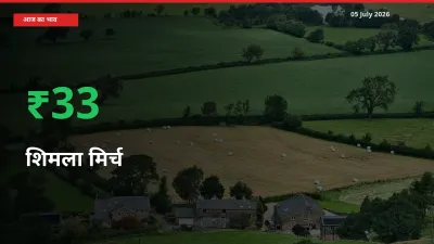 किसानों के लिए खुशखबरी! स्थानीय मंडी में शिमला मिर्च 33.13% उछला