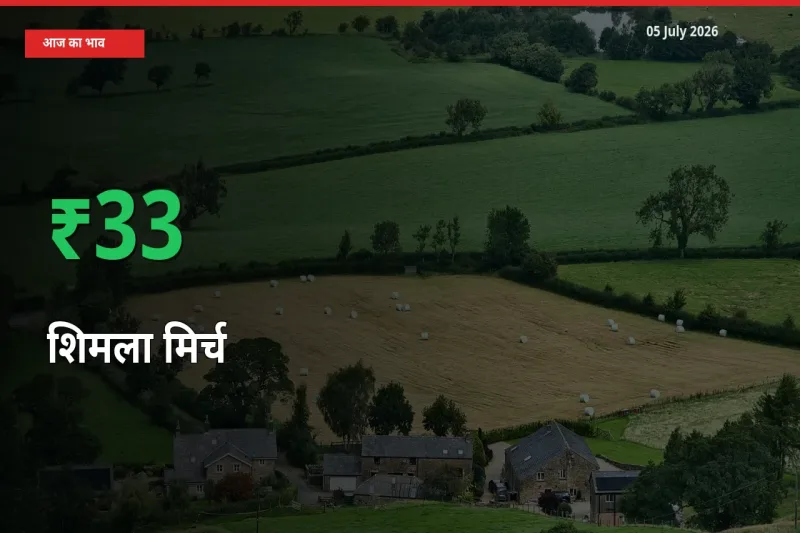 किसानों के लिए खुशखबरी! स्थानीय मंडी में शिमला मिर्च 33.13% उछला