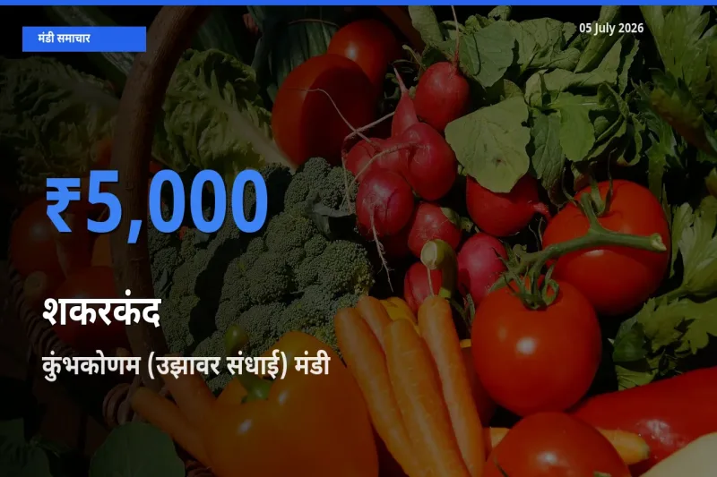 05 July अपडेट: शकरकंद के सबसे ऊँचे दाम कुंभकोणम (उझावर संधाई) मंडी में
