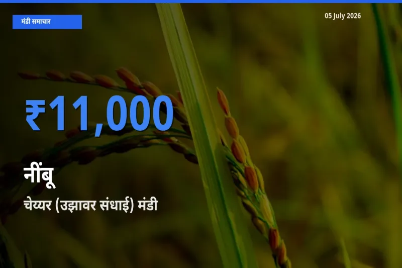 चेय्यर (उझावर संधाई) में नींबू का आज सबसे ऊँचा भाव