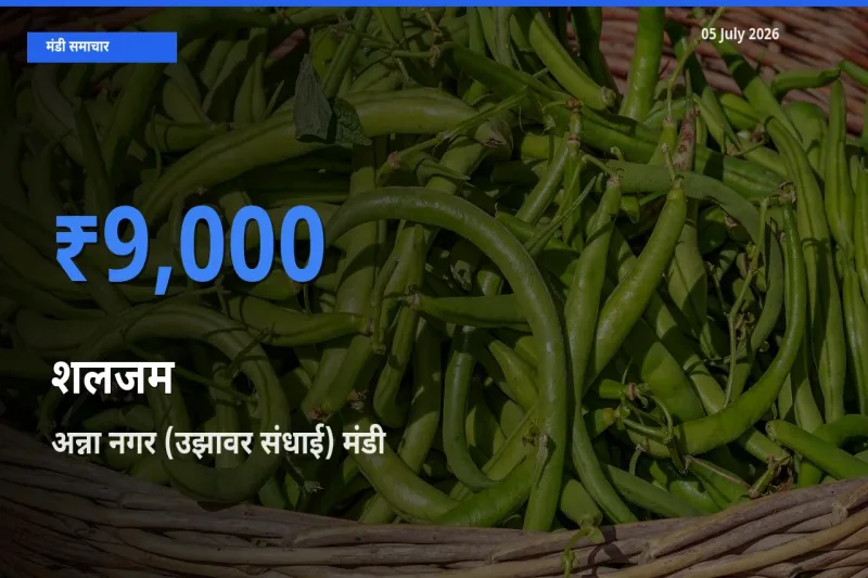 अन्ना नगर (उझावर संधाई) मंडी में शलजम ₹9,000 पर पहुँचा – आज का सर्वोच्च भाव