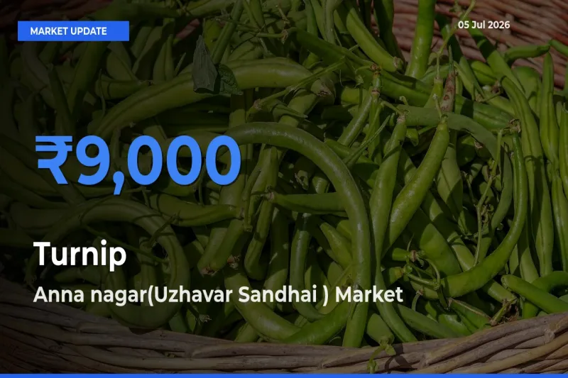 Turnip Mandi Rate Today: Anna nagar(Uzhavar Sandhai ) Tops the List