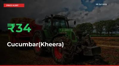 Cucumbar(Kheera) Mandi Rate Today: Prices Jump 33.86% at Market