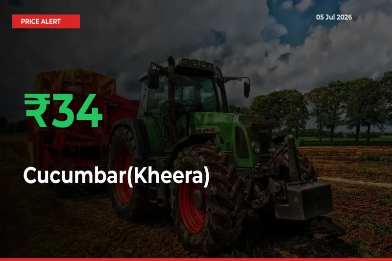 Cucumbar(Kheera) Mandi Rate Today: Prices Jump 33.86% at Market