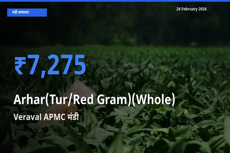 Veraval APMC मंडी में Arhar(Tur/Red Gram)(Whole) ₹7,275 पर पहुँचा – आज का सर्वोच्च भाव