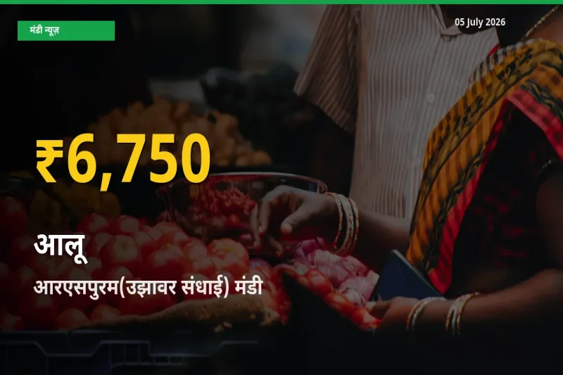 किसानों के लिए खुशखबरी! आरएसपुरम(उझावर संधाई) में आलू के दाम रिकॉर्ड स्तर पर