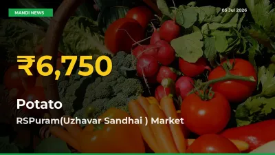 Potato Price Hits New High in RSPuram(Uzhavar Sandhai ) Today – Check Latest Mandi Rates