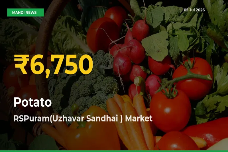 Potato Price Hits New High in RSPuram(Uzhavar Sandhai ) Today – Check Latest Mandi Rates