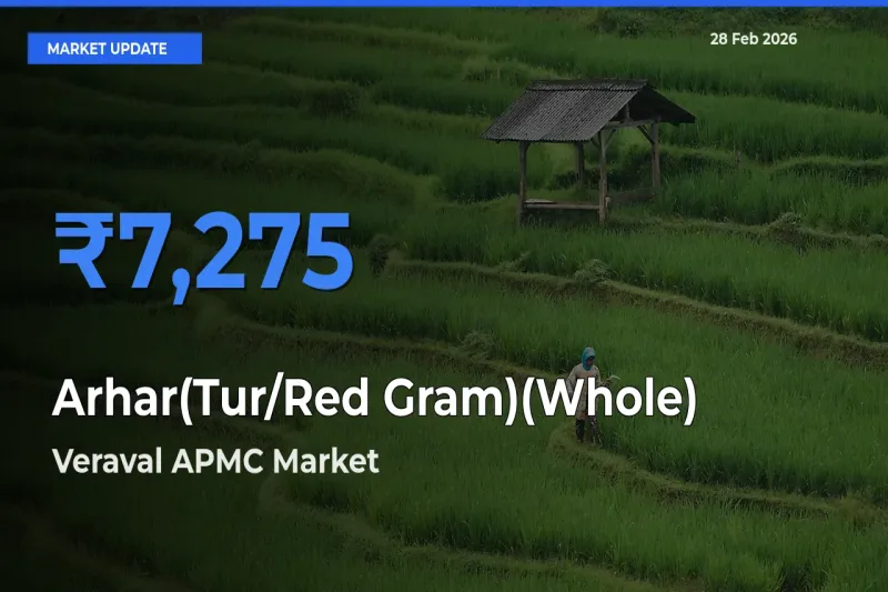 Veraval APMC Leads as Top Mandi for Arhar(Tur/Red Gram)(Whole) Prices