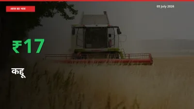 अचानक तेजी! मंडी में कद्दू के दाम 16.61% चढ़े