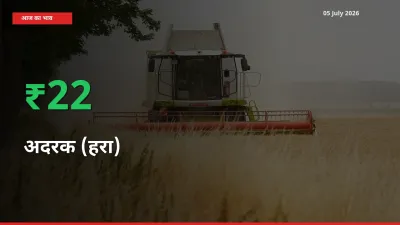 अचानक तेजी! मंडी में अदरक (हरा) के दाम 22.05% चढ़े