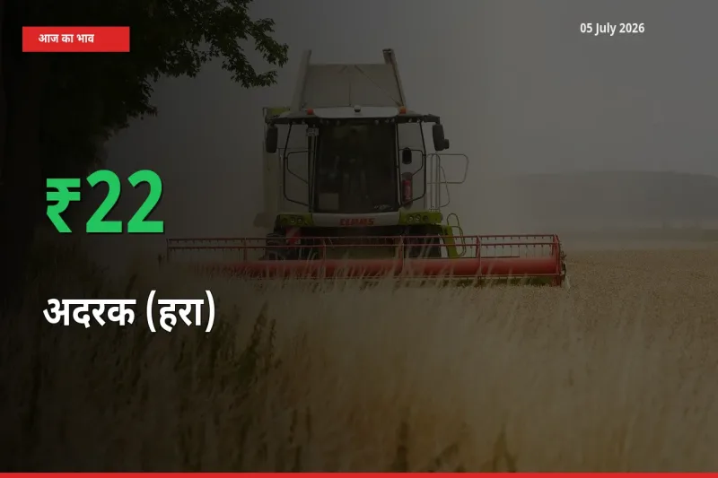 अचानक तेजी! मंडी में अदरक (हरा) के दाम 22.05% चढ़े
