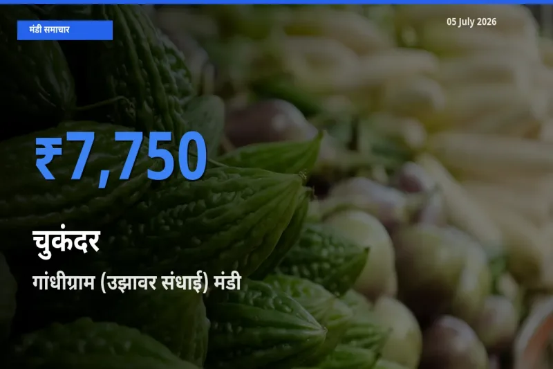 गांधीग्राम (उझावर संधाई) में चुकंदर का आज सबसे ऊँचा भाव