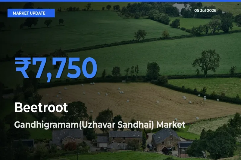Top Performer! Gandhigramam(Uzhavar Sandhai) Offers Best Beetroot Price Today