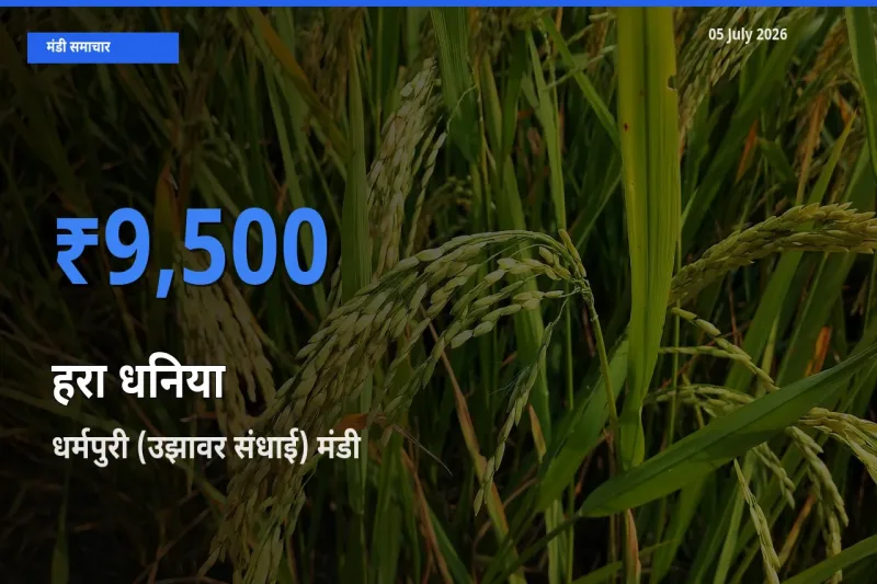 05 July अपडेट: हरा धनिया के सबसे ऊँचे दाम धर्मपुरी (उझावर संधाई) मंडी में