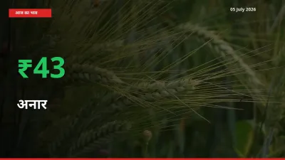 अनार 42.98% उछला, मंडी