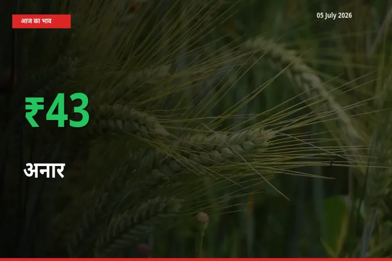 अनार 42.98% उछला, मंडी
