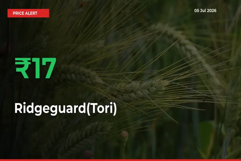 Sudden 16.61% Rally in Ridgeguard(Tori) Prices Across Mandis