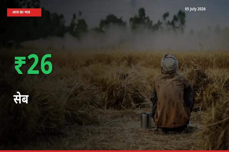 आज का मंडी भाव: सेब के दाम मंडी में 25.96% ऊपर