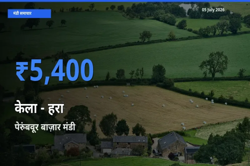 पेरुंबवूर बाज़ार में केला - हरा का आज सबसे ऊँचा भाव