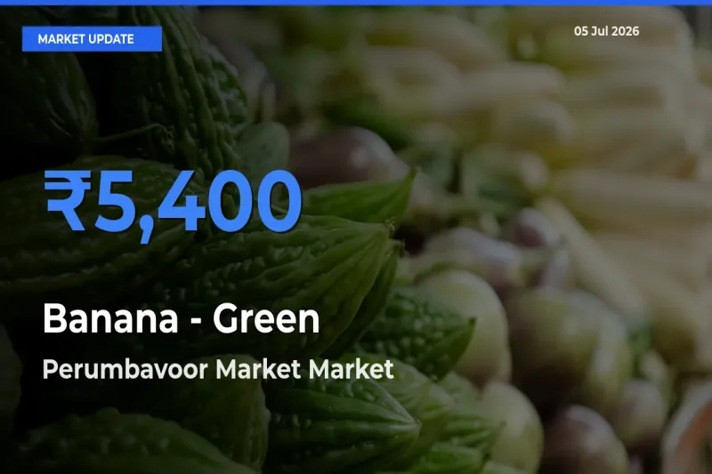 Farmers Prefer Perumbavoor Market as Banana - Green Hits Highest Rate