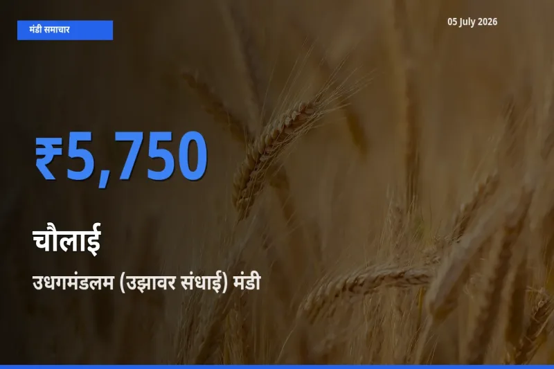 आज का मंडी भाव: चौलाई के सबसे ज़्यादा दाम उधगमंडलम (उझावर संधाई) में