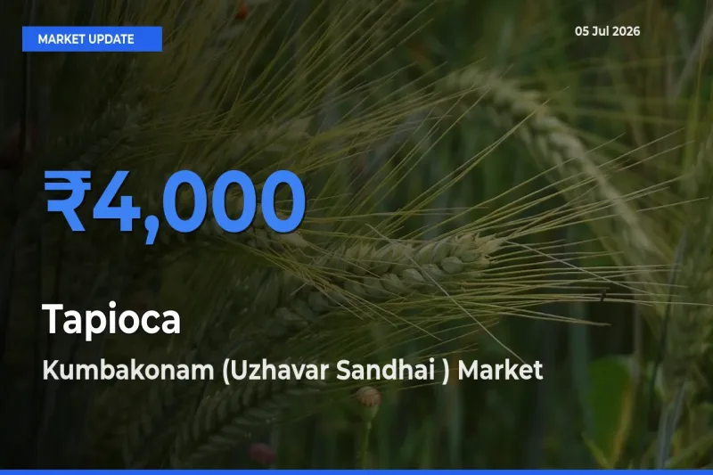 Tapioca Mandi Rate Today: Kumbakonam (Uzhavar Sandhai ) Tops the List