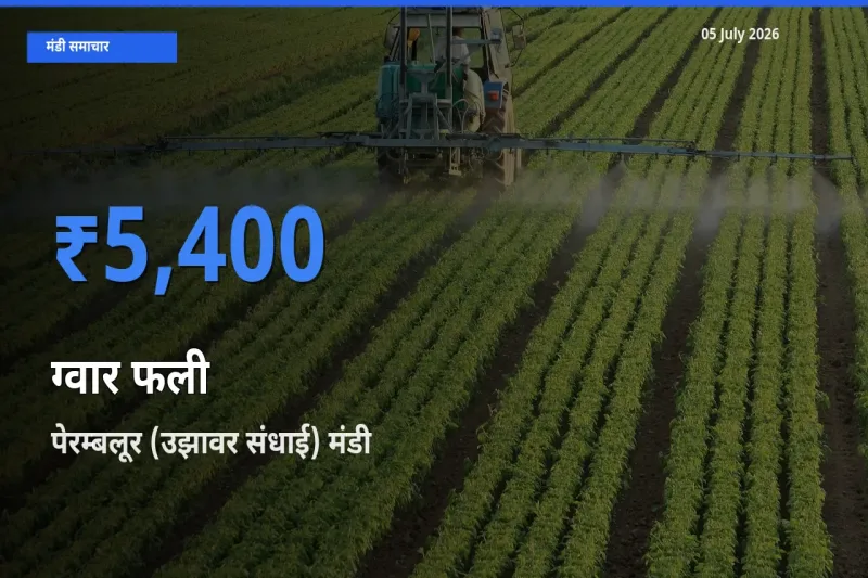आज का मंडी भाव: ग्वार फली के सबसे ज़्यादा दाम पेरम्बलूर (उझावर संधाई) में