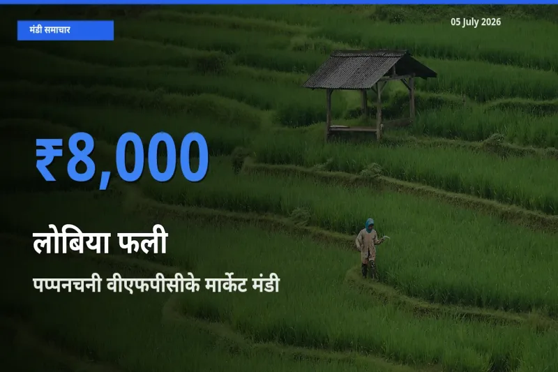 आज लोबिया फली के सबसे ऊँचे दाम ₹8,000 पप्पनचनी वीएफपीसीके मार्केट मंडी में