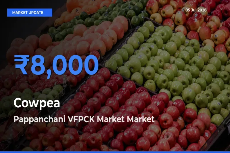 Pappanchani VFPCK Market Tops Cowpea Rates – July 05 Market Update