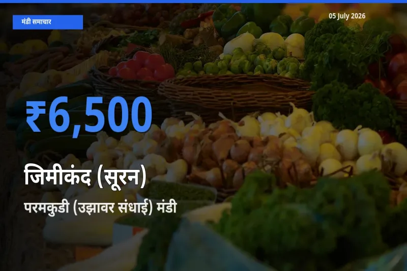 बाज़ार संकेत: परमकुडी (उझावर संधाई) बना जिमीकंद (सूरन) के लिए आज की टॉप मंडी