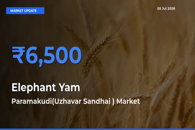 Paramakudi(Uzhavar Sandhai ) Tops Elephant Yam Mandi Rates Today