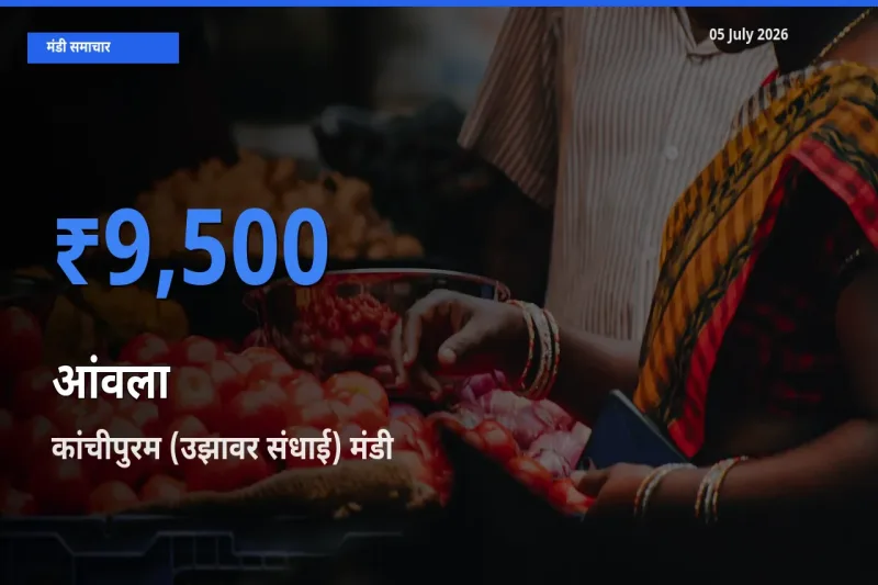 किसानों की पसंद बना कांचीपुरम (उझावर संधाई), आंवला के सबसे अच्छे दाम