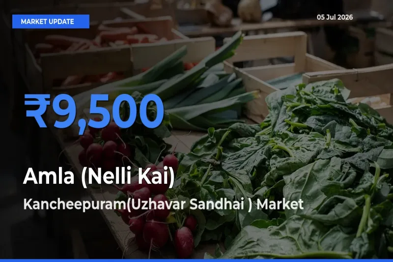 Farmers Prefer Kancheepuram(Uzhavar Sandhai ) as Amla (Nelli Kai) Hits Highest Rate
