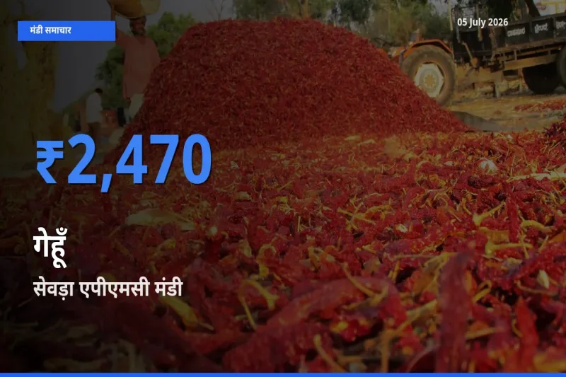 बाज़ार संकेत: सेवड़ा एपीएमसी बना गेहूँ के लिए आज की टॉप मंडी