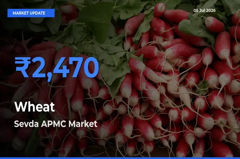 Sevda APMC Tops Wheat Mandi Rates Today