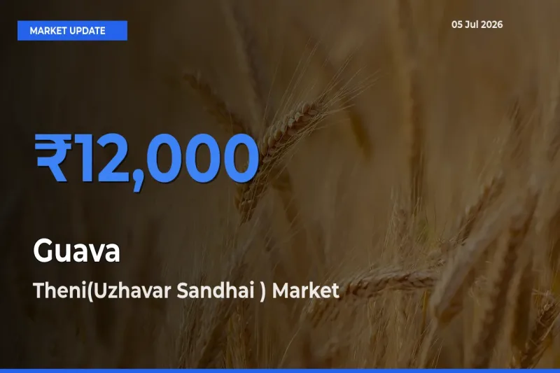 Top Performer! Theni(Uzhavar Sandhai ) Offers Best Guava Price Today