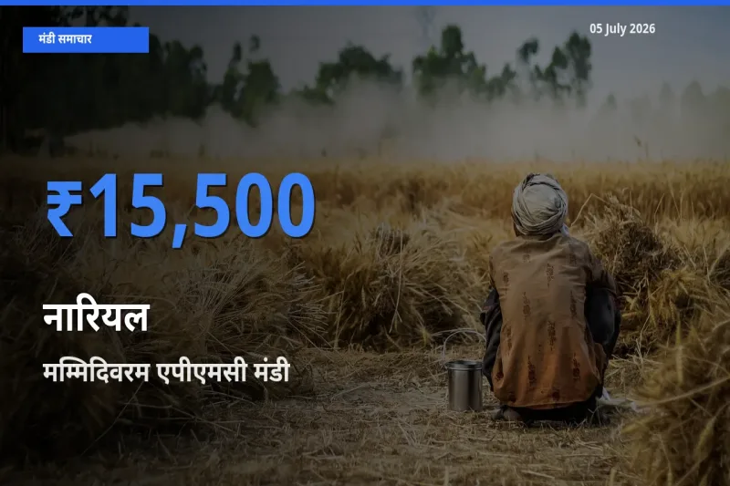आज का मंडी भाव: नारियल के सबसे ज़्यादा दाम मम्मिदिवरम एपीएमसी में